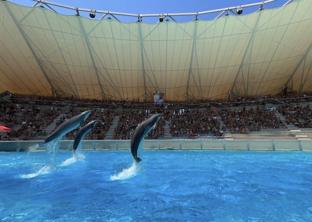 Show de delfines 