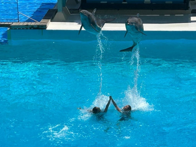  Delfines e instructores 