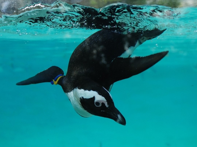 Los pingüinos del Parque Zoológico 