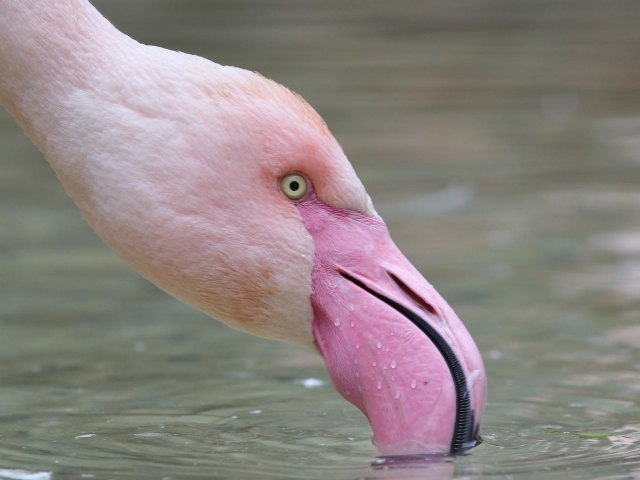 Los flamencos rosados en Pistoia 