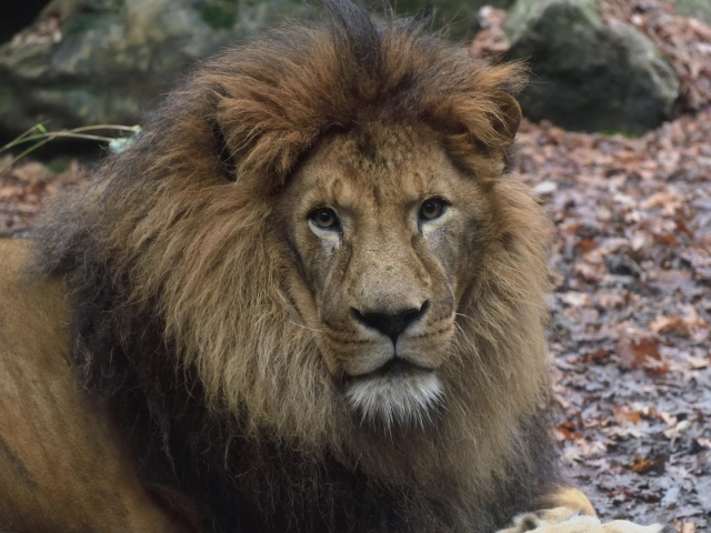  El rey de la sabana en Toscana 