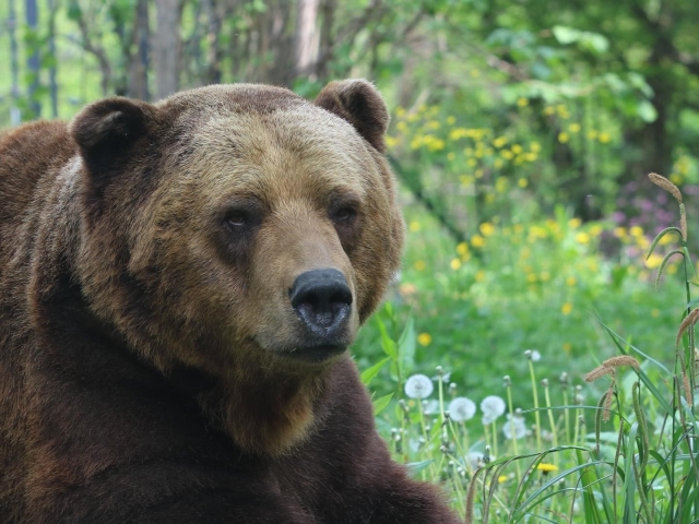  Oso pardo 