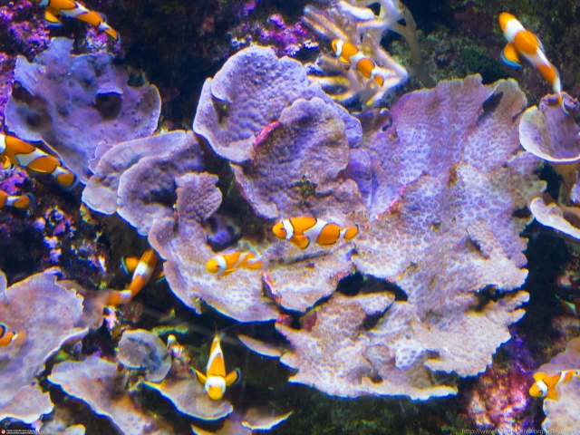  Pez payaso en Sea Life 