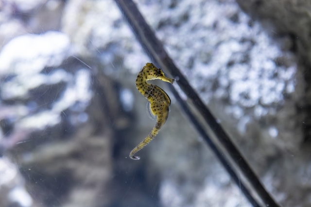  Caballito de mar en el acuario de Verona 