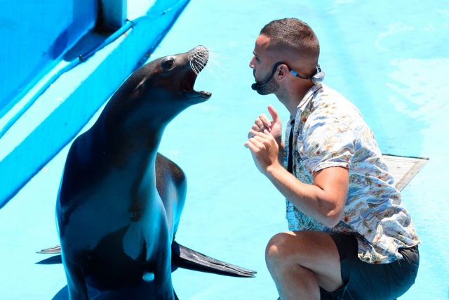 León marino y su instructor 