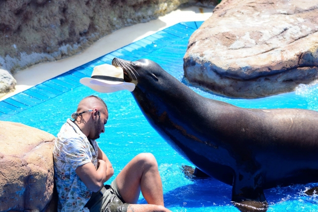  El león marino quiere jugar 
