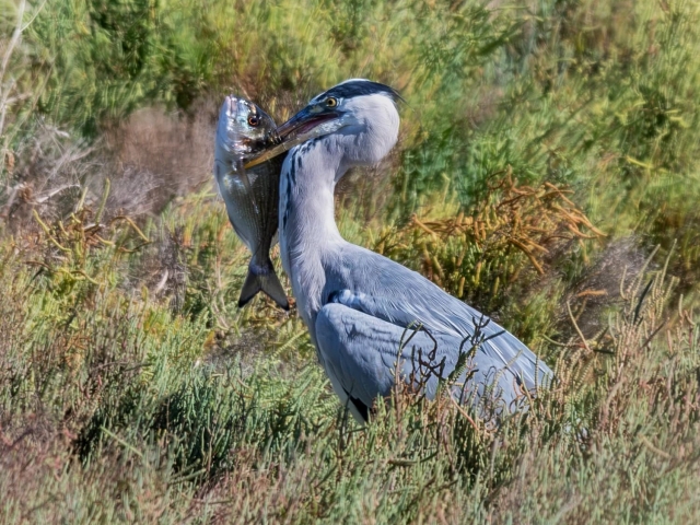  Una garza de la reservación natural 