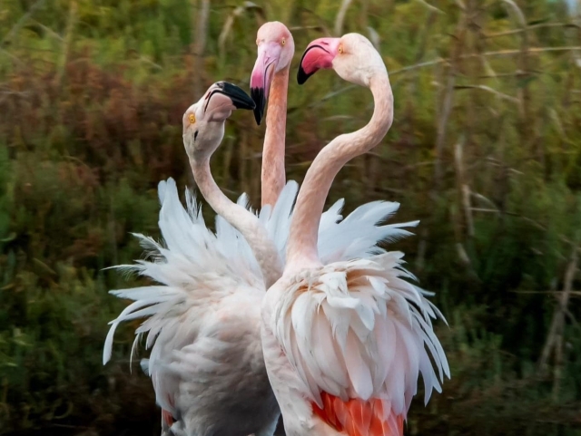  Flamencos 