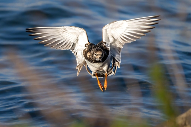  Garza en vuelo 