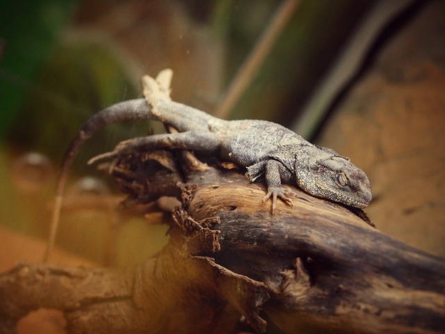 Un reptil en la rama 