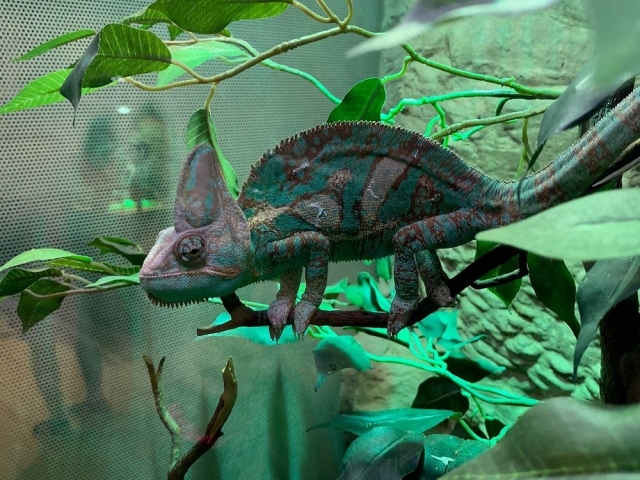  Iguana esperando 