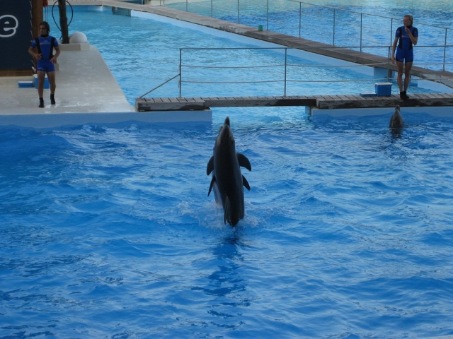  Las acrobacias de los delfines