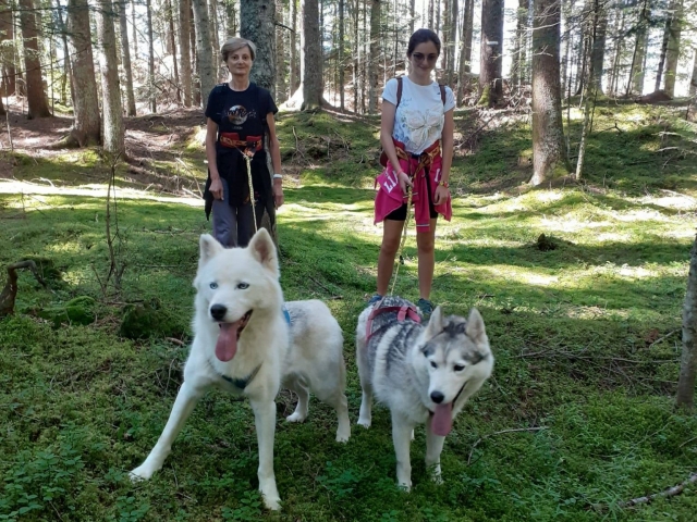  Dos de nuestros maravillosos huskies siberianos 