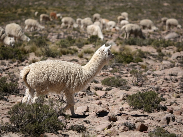  Alpacas en la naturaleza 