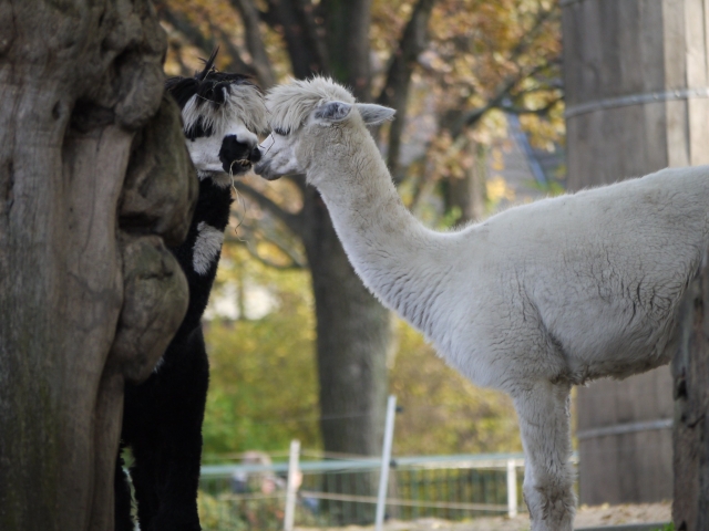  Derrames románticos entre alpacas