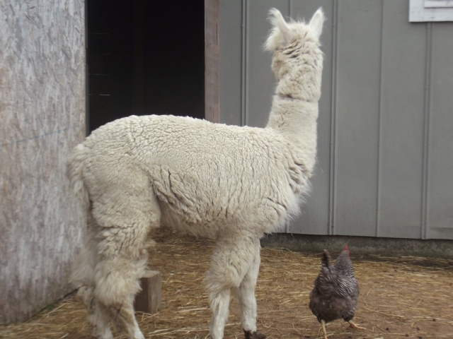 Una alpaca blanca 