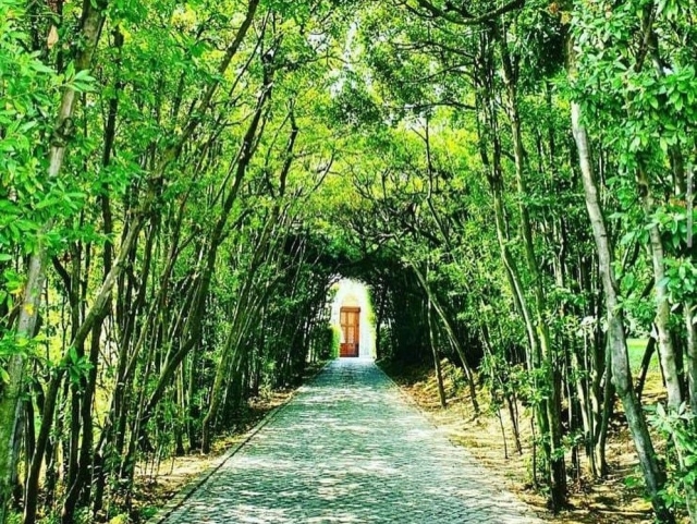 Avenida arbolada Jardines Vaticanos 