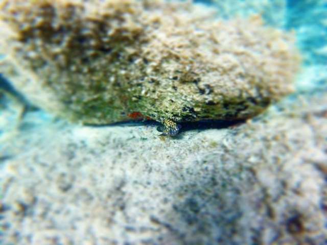 Los fondos marinos de Cerdeña