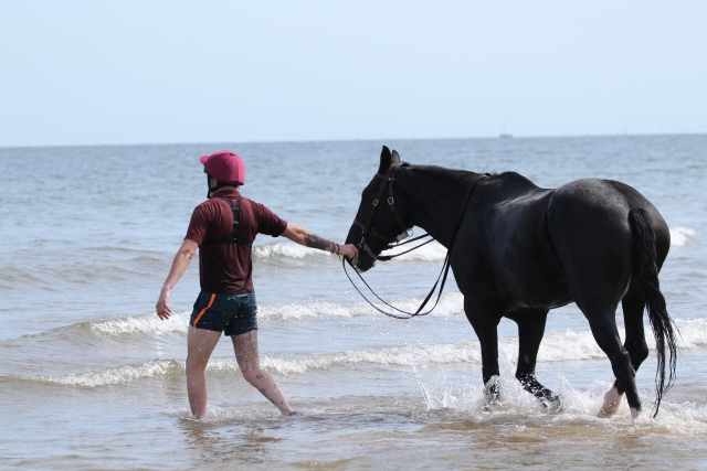  Con un corcel a la orilla del mar 
