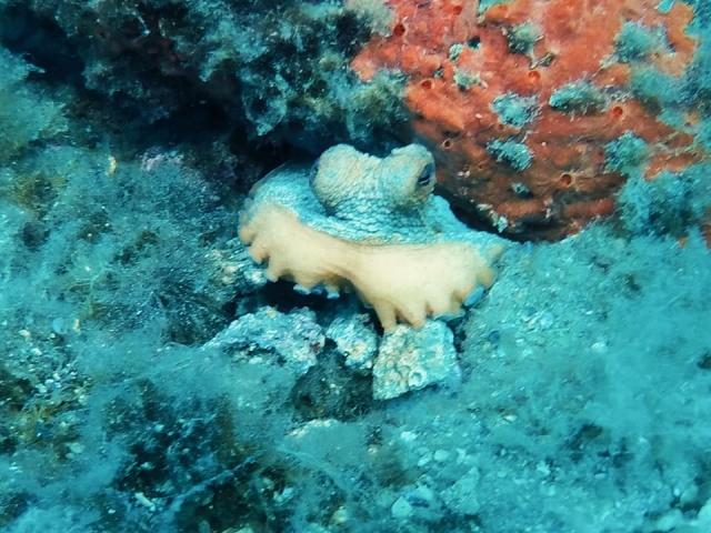  Espléndidos colores de las profundidades del mar 