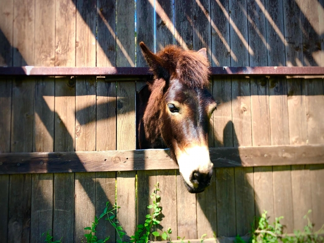  Corcel en la escuela de equitación de Ancona 