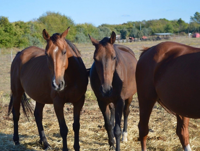  Nuestros caballos en las Marcas 