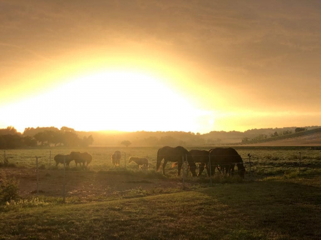  Nuestros caballos en las últimas horas del día en Numana