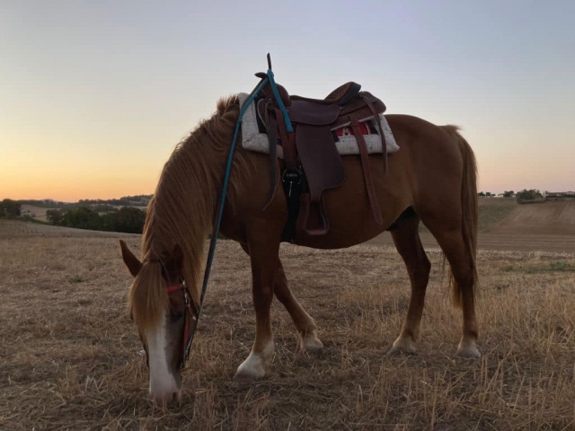  Caballo al atardecer Numana 