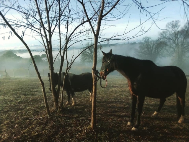  Nuestros caballos en Pesaro 