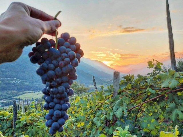  Degustación de vinos de Valtellina 