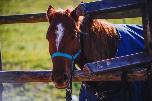  Uno de nuestros magníficos caballos