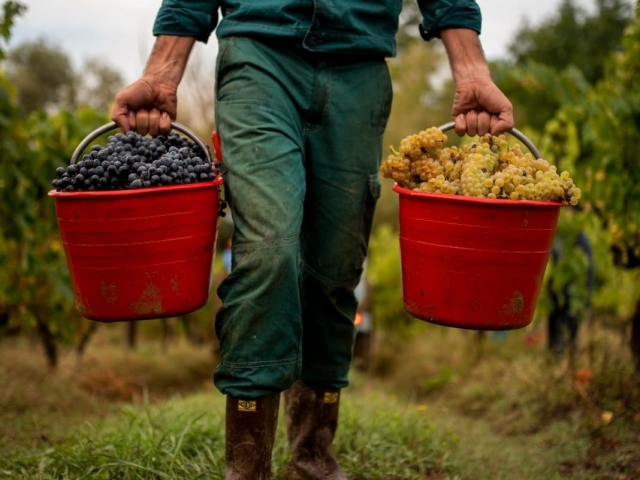  Cosecha de las uva de nuestros viñedos 