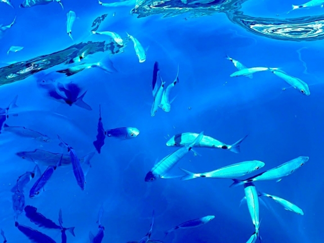  Fauna marina 