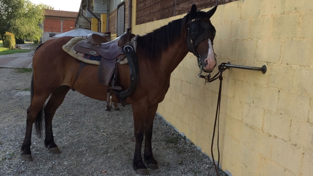 Nuestro caballo ensillado
