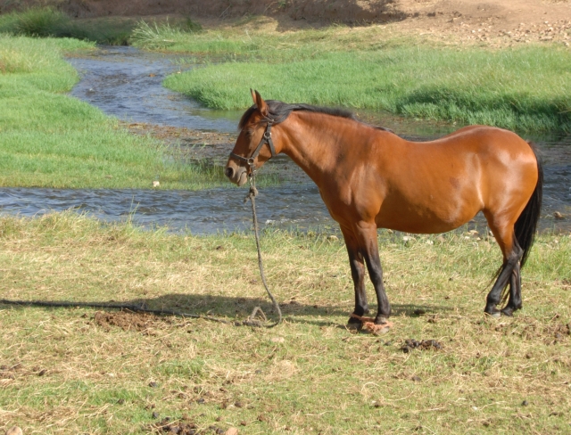  Uno de nuestros caballos