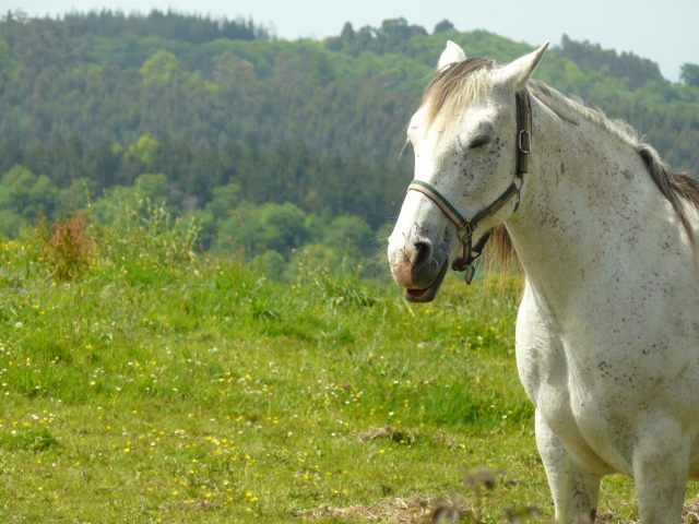 Espléndido caballo blanco 