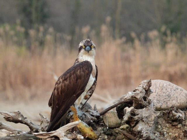 Una de nuestras rapaces 