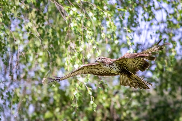 Un águila en vuelo 