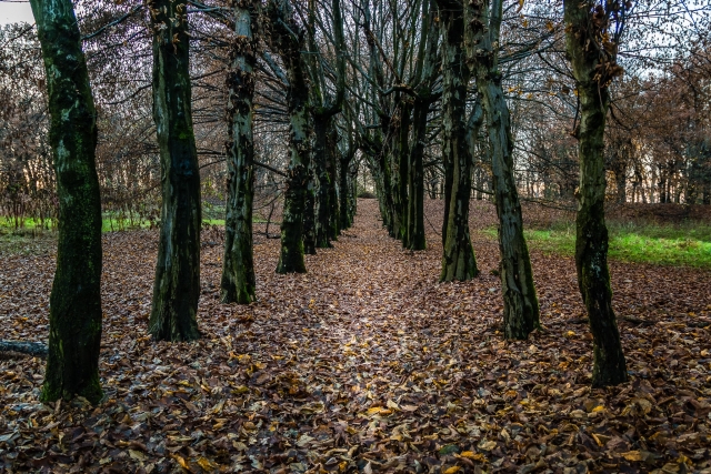  Un paseo por el bosque 