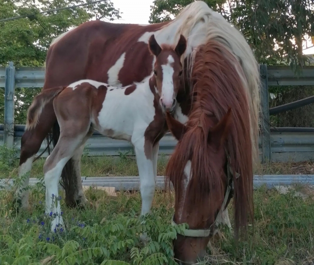  Caballo y potro 