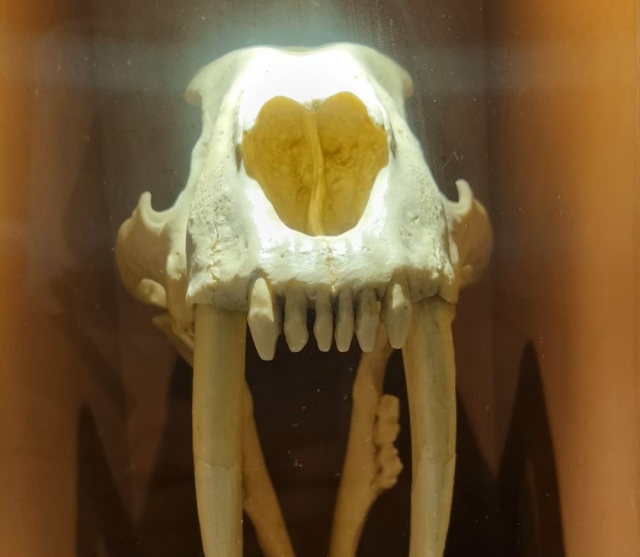  Cráneo de animal 