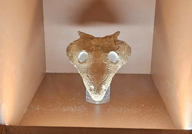  Fósil de animal 