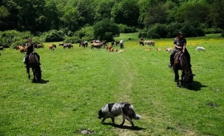 Paseo a caballo de 1 hora con aperitivo Palestrina