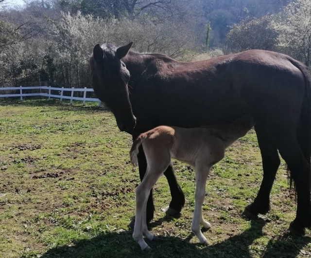 Paseo a caballo en Palestrina   Paseo a caballo en Palestrina