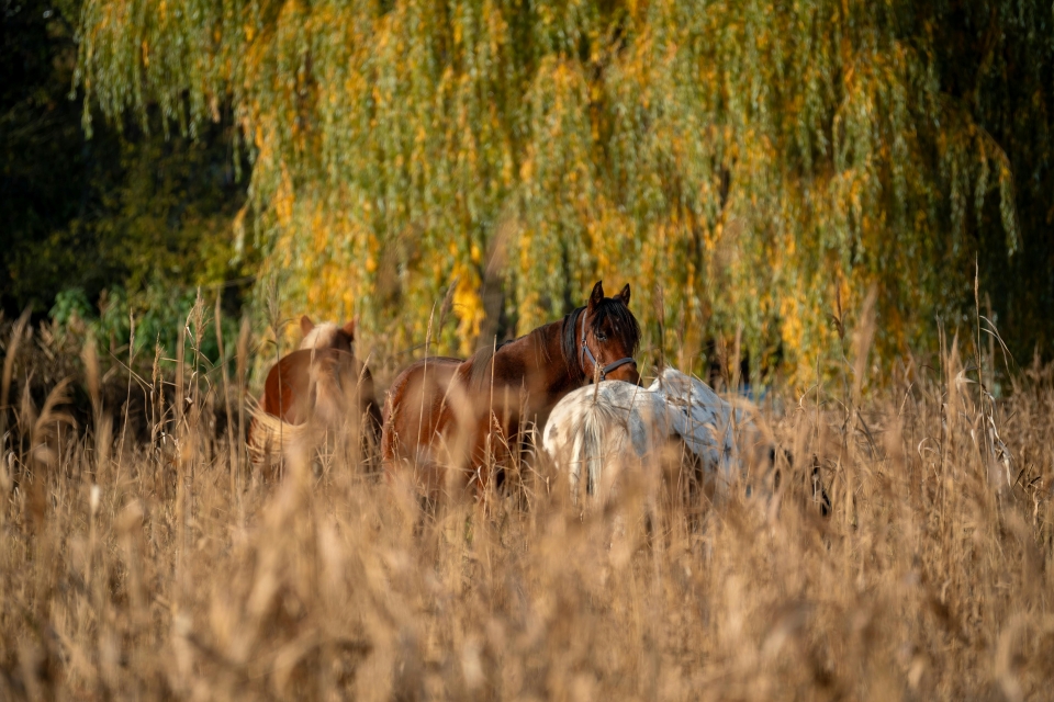  caballos en la naturaleza