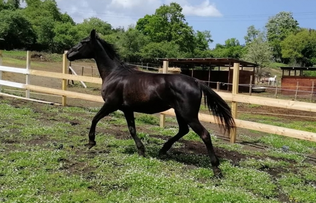 Paseo a caballo de 1 hora en Palestrina
