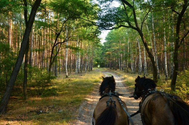  Paseo por el bosque 