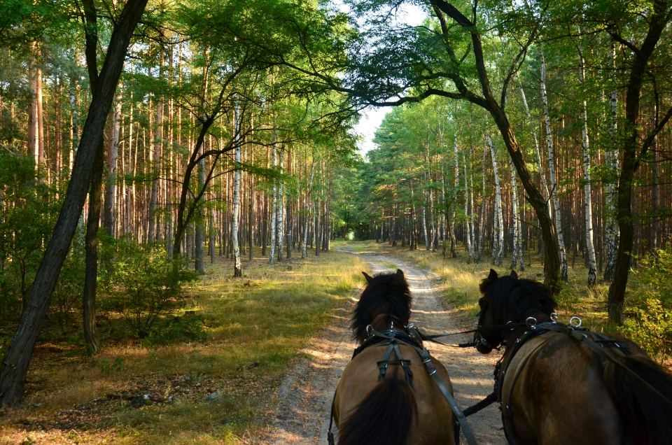 Paseo por el bosque Paseo por el bosque