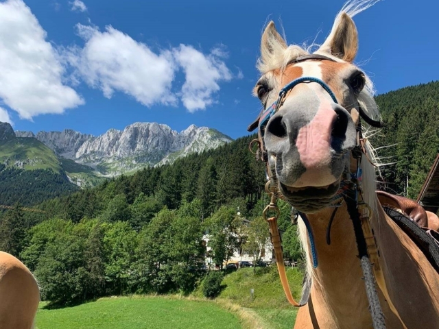 Uno de nuestros hermosos caballos