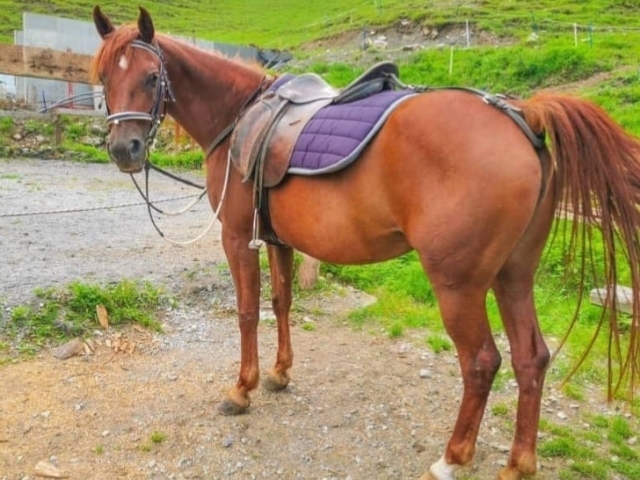 Uno de nuestros caballos  Uno de nuestros caballos